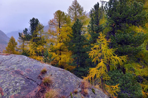 Majestic Autumn Alpine Scenery Colorful Larch Forest Switzerland — Stock Photo, Image