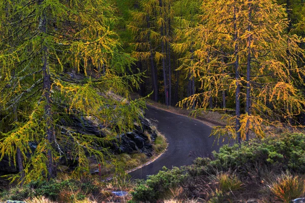 Majestoso Outono Cenário Alpino Com Floresta Larício Colorido Suíça — Fotografia de Stock