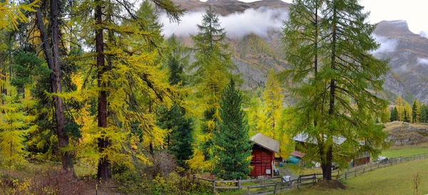 Maestoso Paesaggio Alpino Autunnale Con Foresta Larici Colorati Svizzera — Foto Stock