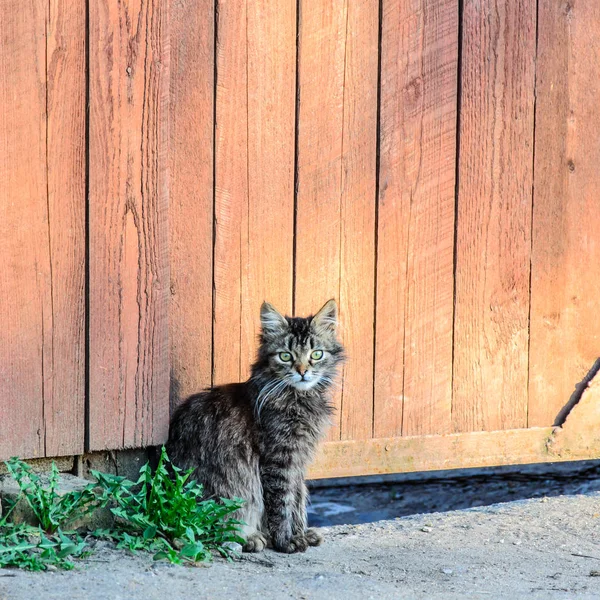 Small Kitten Sits Ground Wooden Wicket Courtyard — Stock Photo, Image