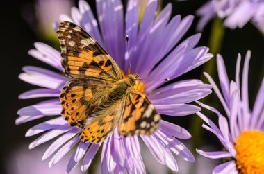 Kelebek vanessa cardui mor çiçekler Aster nektar toplar