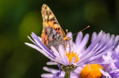 Kelebek vanessa cardui mor çiçekler Aster nektar toplar