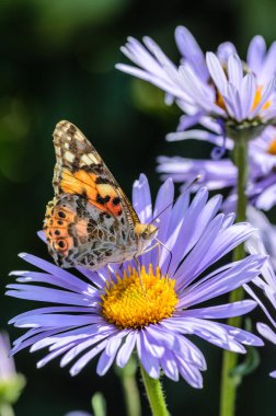 Kelebek vanessa cardui mor çiçekler Aster nektar toplar