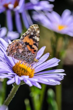 Kelebek vanessa cardui mor çiçekler Aster nektar toplar