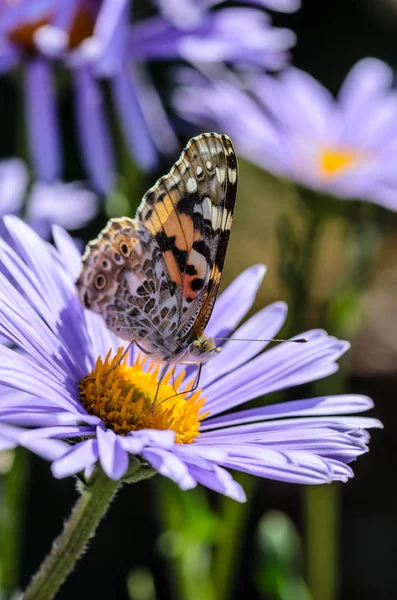 Pillangó Bogáncslepke Nektárt Gyűjt Lila Virágok Őszirózsák — Stock Fotó