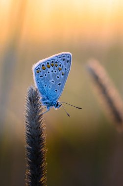 Kelebek azure bir kuru ot batan güneşin ortasında oturur