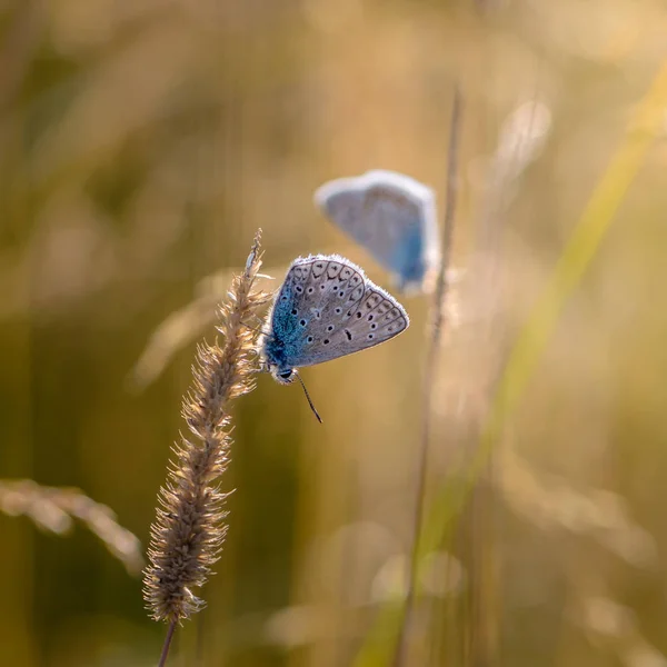 Batan güneşin arka planı kuru çimlerin üzerine oturan kelebekler bir çift