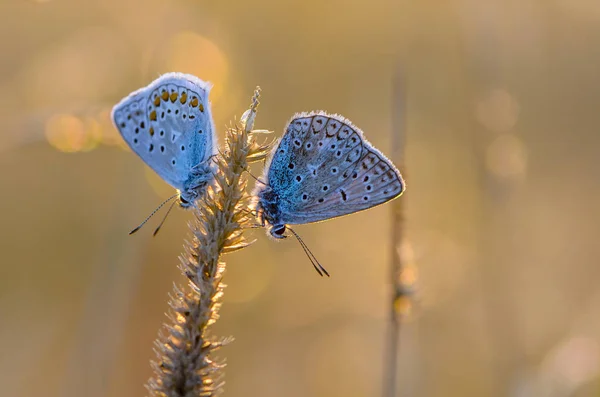 Par Mariposas Sentadas Sobre Hierba Seca Sobre Fondo Del Sol — Foto de Stock