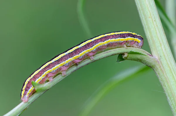Caterpillar tarafında sarı şeritler ile kağıt üzerinde oturur