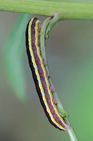Caterpillar Med Gula Ränder Sidorna Sitter Ett Ark — Stockfoto