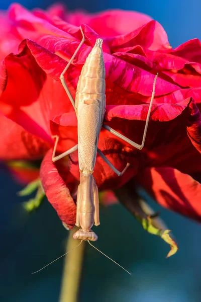 Una Mantis Amarilla Iris Polystictica Asienta Sobre Capullo Rosa Roja — Foto de Stock