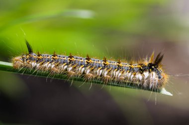Kelebek bombiks 'in kıllı tırtılı bir çimen yaprağının kenarında oturuyor.