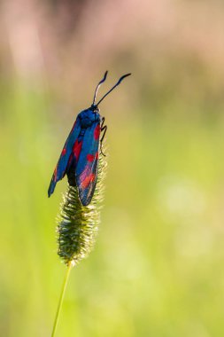 Kelebek zygaena filipendulae ani bir çim üzerinde kendi kanatlarını