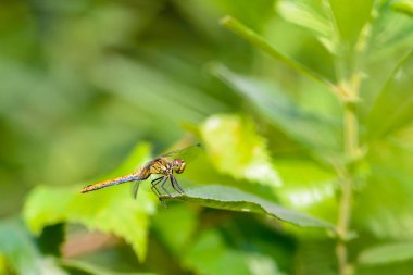 Yusufçuk kafes kanatlarını Yayilim çim bir sayfasına oturur