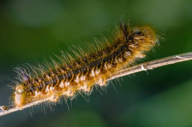 Kelebek bombiks 'in kıllı tırtılı bir çimen yaprağının kenarında oturuyor.