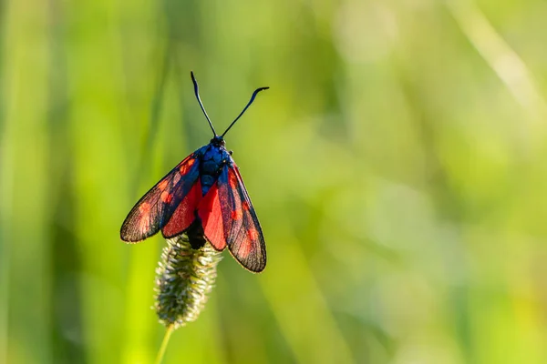 Mariposa Zygaena Filipendulae Extendió Sus Alas Sobre Una Espiga Hierba — Foto de Stock