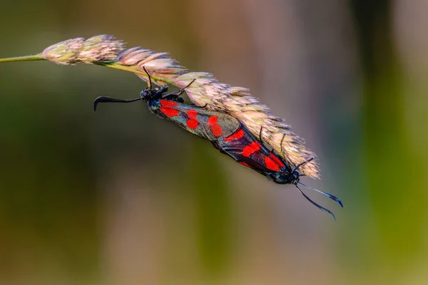 Koyu mavi kelebekler kanat kırmızı lekeler ile ıslahı