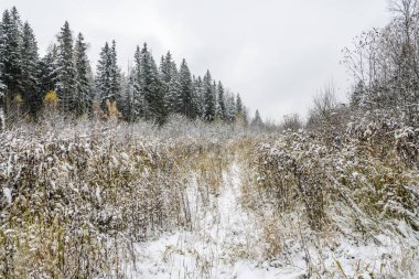 Uzun ve kalın çim ile orman kenarında ilk kar düştü.