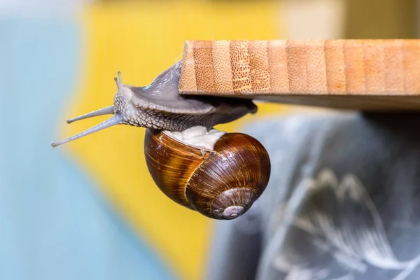 Büyük bir üzüm salyangoz tahtada tarar