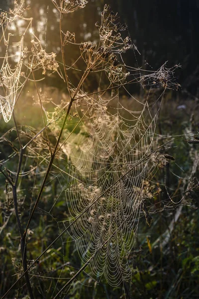 Gran Telaraña Amanecer Que Está Cubierta Con Gotas Rocío — Foto de Stock