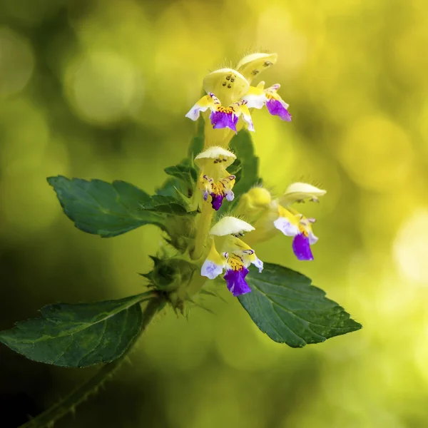 Kwiat Pokrzywy Konopi Której Pączki Wyglądają Jak Ludzie Szeroki Czapki — Zdjęcie stockowe
