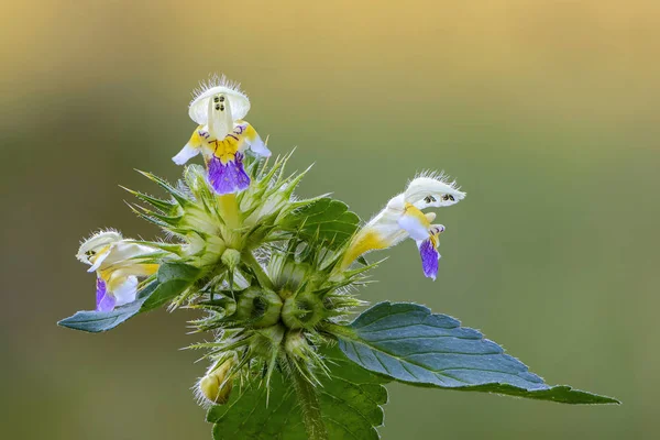 Una Flor Ortiga Cáñamo Cuyos Brotes Parecen Personas Con Sombreros — Foto de Stock