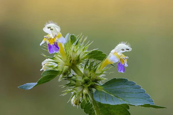 Una Flor Ortiga Cáñamo Cuyos Brotes Parecen Personas Con Sombreros — Foto de Stock