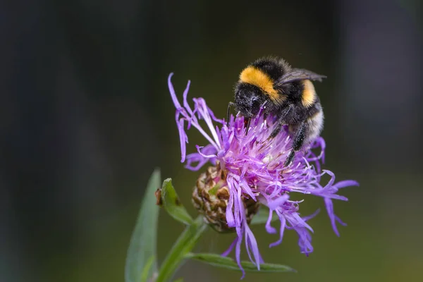 Nce Yaprakları Ile Mor Bir Çiçek Nektarı Toplamak Bumblebee — Stok fotoğraf