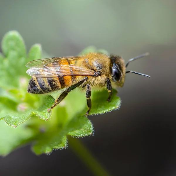 Bee got a bed on a green leaf