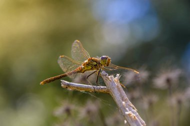 Sympetrum flaveolum yusufçuk bir şube parlak güneşin altında oturur