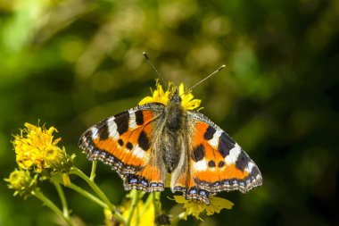 Nymphalis urticae kanatlarında siyah noktaları ile kelebek sarı çiçeklerden nektar toplar.