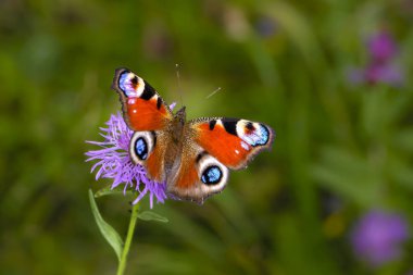 Kelebek Nymphalis IO kanatları büyük lekeler ile bir peygamber çiçeği çayır üzerinde oturur
