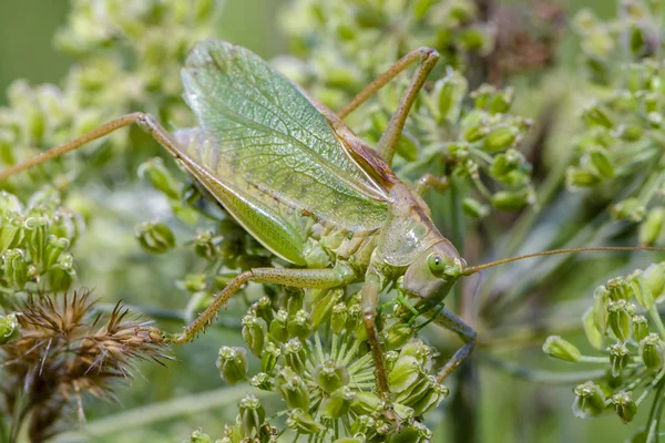 The male grasshopper singing sits on the inflorescence of the cow-parsnip