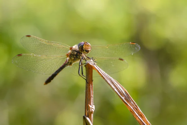 Dragonfly Sympetrum Flaveolum Sits Branch Bright Sun — Stock Photo, Image