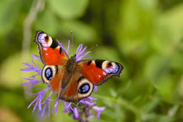 Aglais Motýl Velkými Skvrnami Křídlech Sedí Chrpa Luční — Stock fotografie