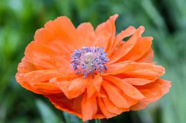 Birçok stamens ile Kırmızı gelincik çiçeği çekirdeğidir