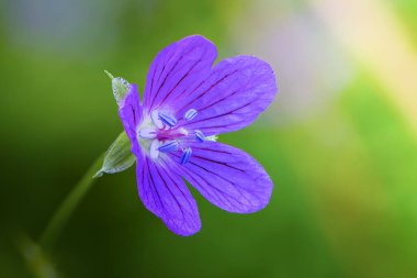 Sardunya çiçeği bud stamens yakın kadar arka plan ile