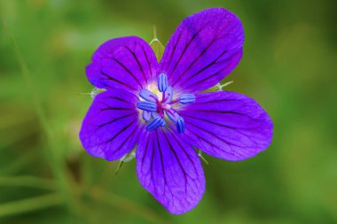 Sardunya çiçeği bud stamens yakın kadar arka plan ile