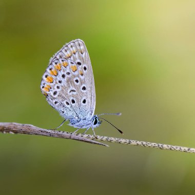 Mavi güvercinli küçük bir polyommatus kelebeği kuru bir çimen başağında oturur.