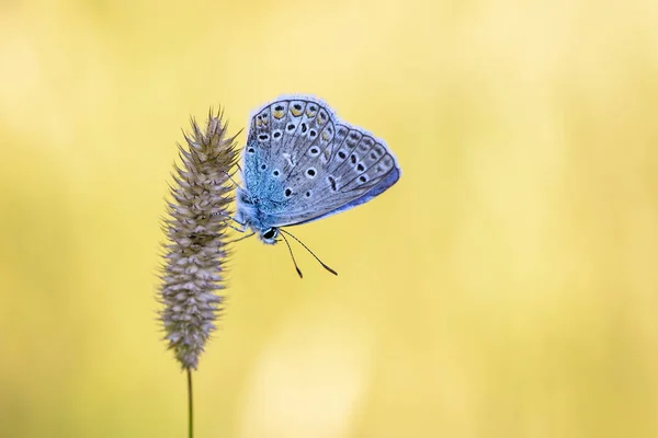 一只带着蓝色鸽子的小蝴蝶 栖息在干枯的草尖上 — 图库照片