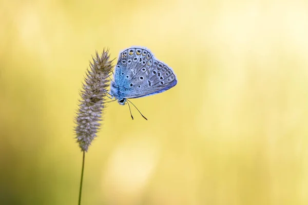 一只带着蓝色鸽子的小蝴蝶 栖息在干枯的草尖上 — 图库照片