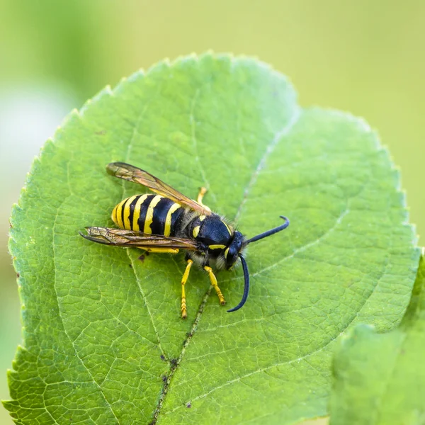 Une Guêpe Aux Ailes Pliées Est Assise Sur Une Feuille — Photo