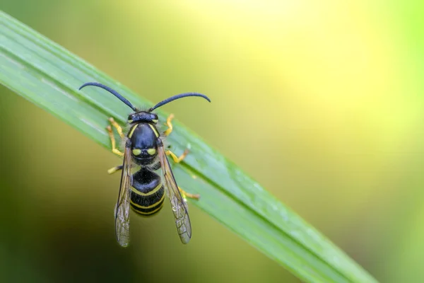 Eine Wespe Mit Gefalteten Flügeln Sitzt Auf Einem Grünen Flachen — Stockfoto