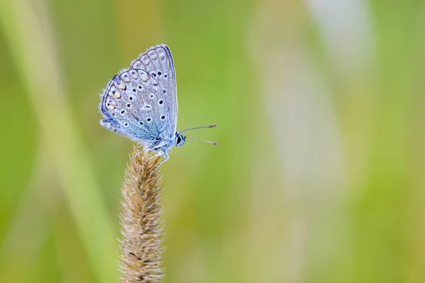 Petit Papillon Polyommatus Icarus Avec Une Colombe Bleue Est Assis — Photo