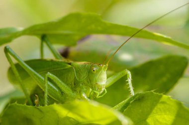 Çekirge ile uzun bıyık yaprakları arasında gizleme