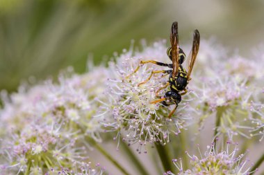 Wasp nektar çiçek açan hogweed tomurcuk üzerinde toplar.