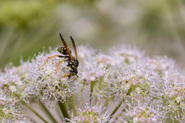 Wasp nektar çiçek açan hogweed tomurcuk üzerinde toplar.
