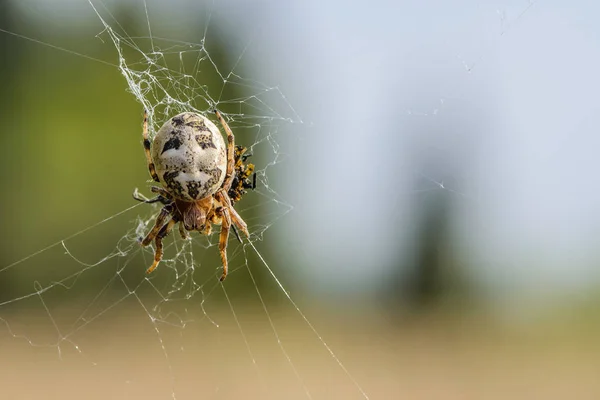 Female spider sits in the center of its web with prey