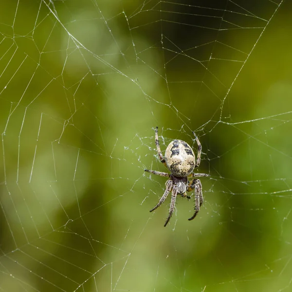 La araña hembra se sienta en el centro de su red con su presa —  Fotos de Stock