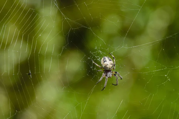 Γυναίκα αράχνη κάθεται στο κέντρο της το web με θήραμα — Φωτογραφία Αρχείου
